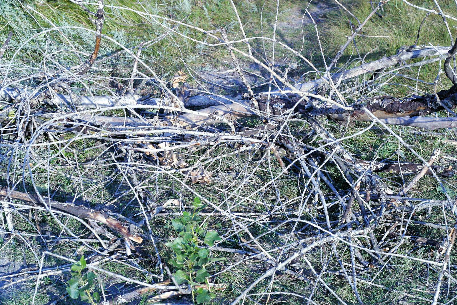 Dry woods on the ground. Parts of a dead tree