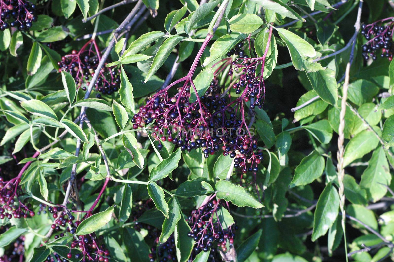 Elder bush with elderberries in early autumn. Medical and pharmaceutical herbs of europe