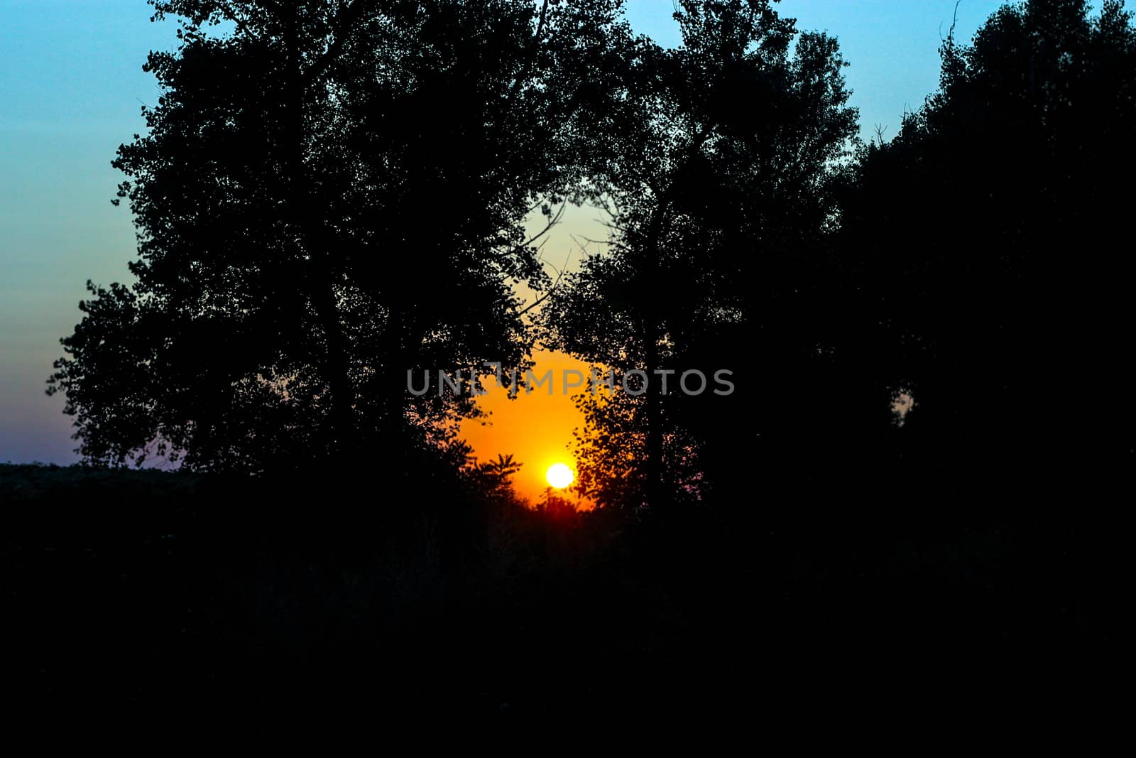 Sunset in the forest landscape sunset, forest, sun, trees, bright