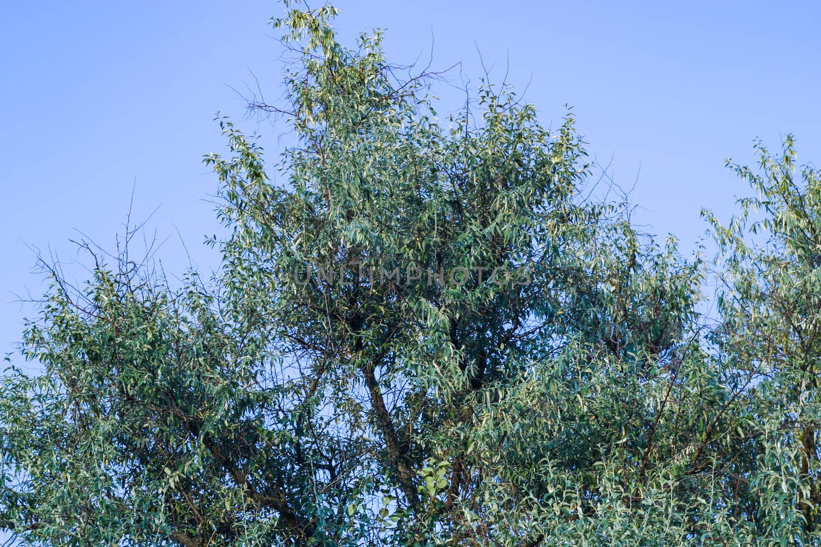 Branches of trees high on the blue sky background. View up