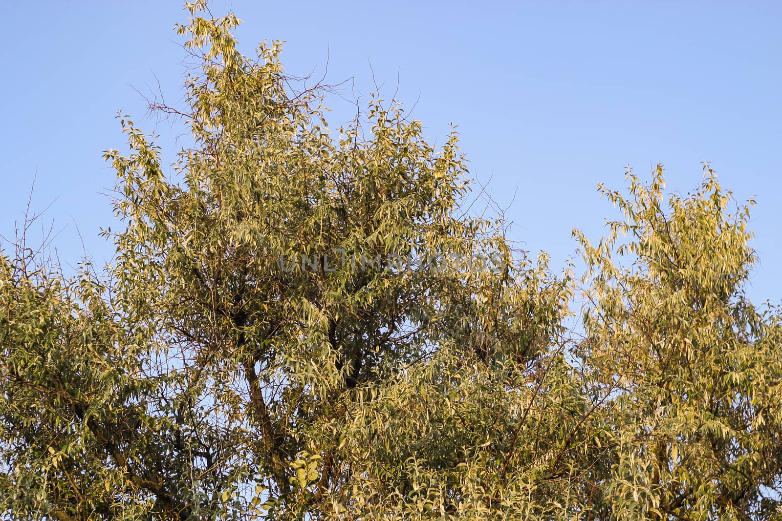 Branches of trees high on the blue sky background. View up