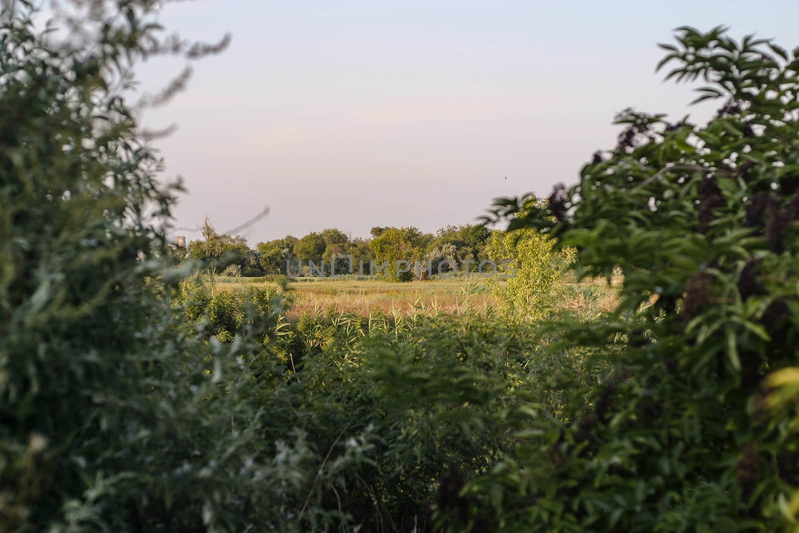 Countryside landscape not far from village sunflower fields agriculture