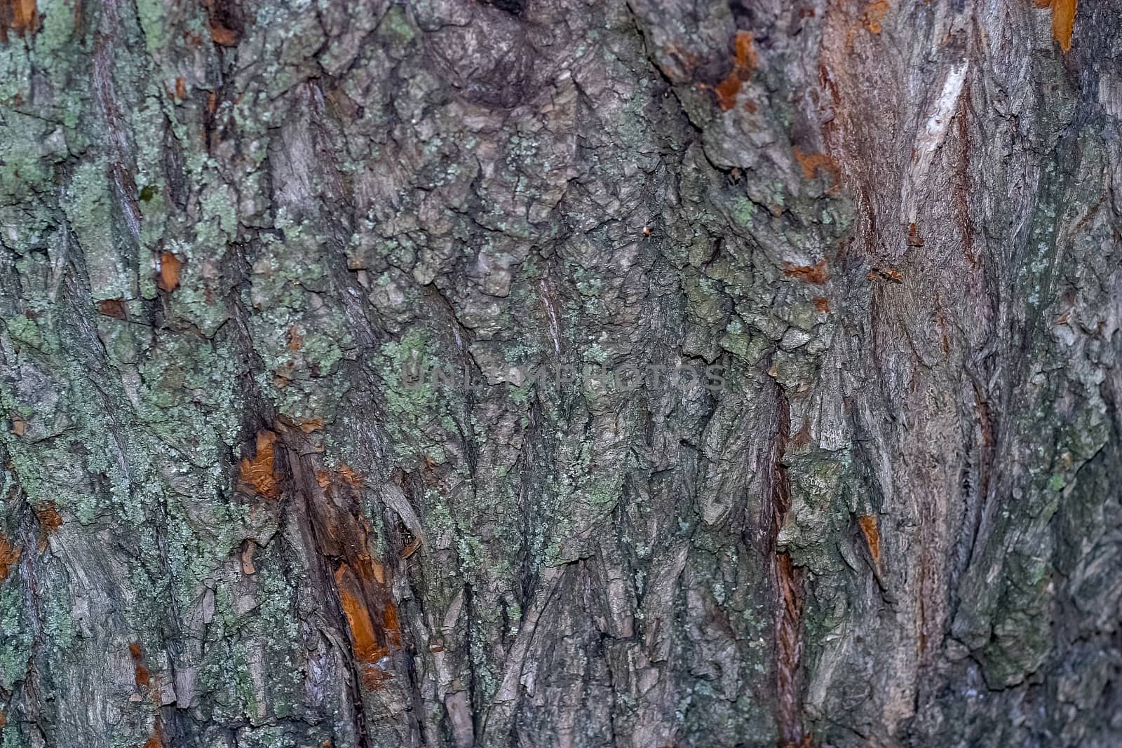 The bark of an old tree covered with moss