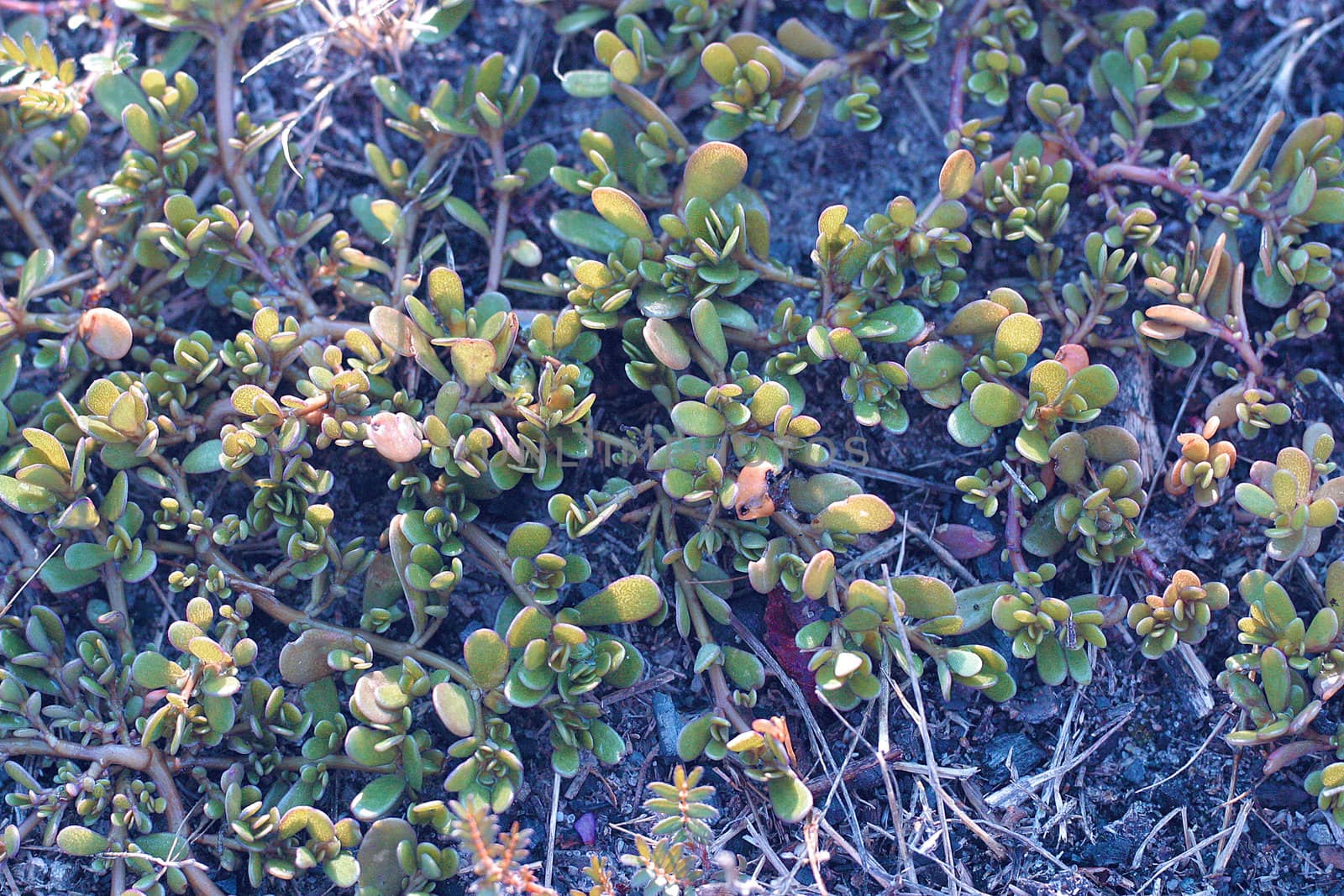 Grass on a ground in a garden