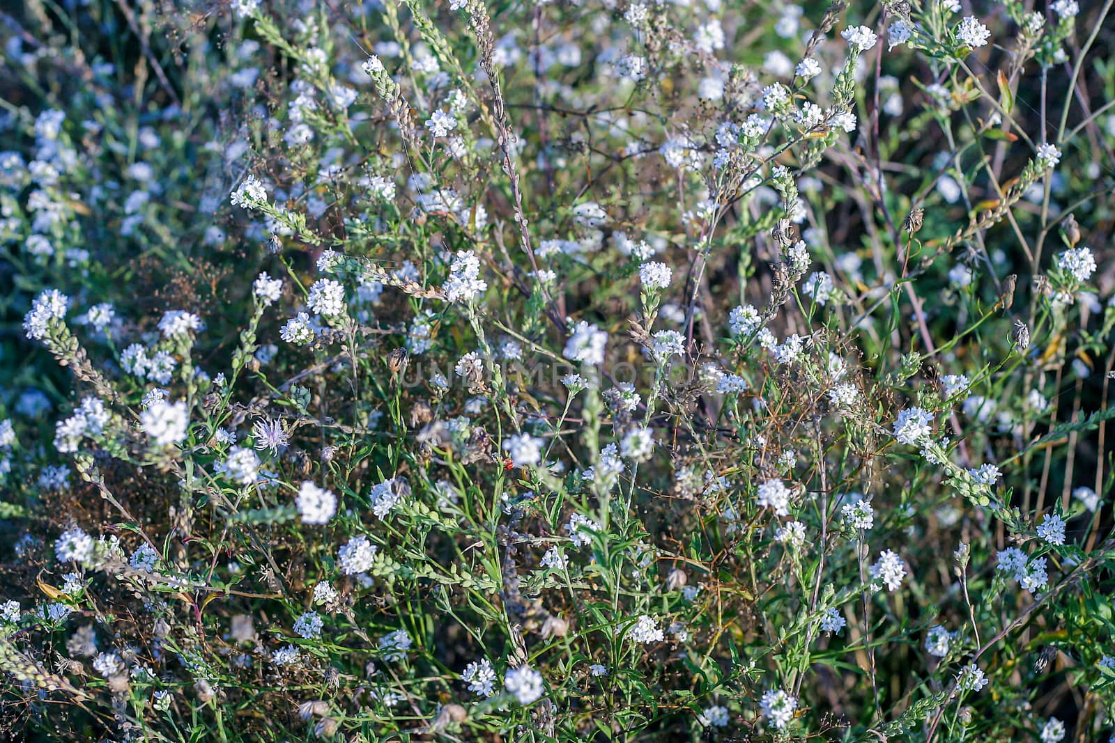 Small wild white flowers in the forest meadow