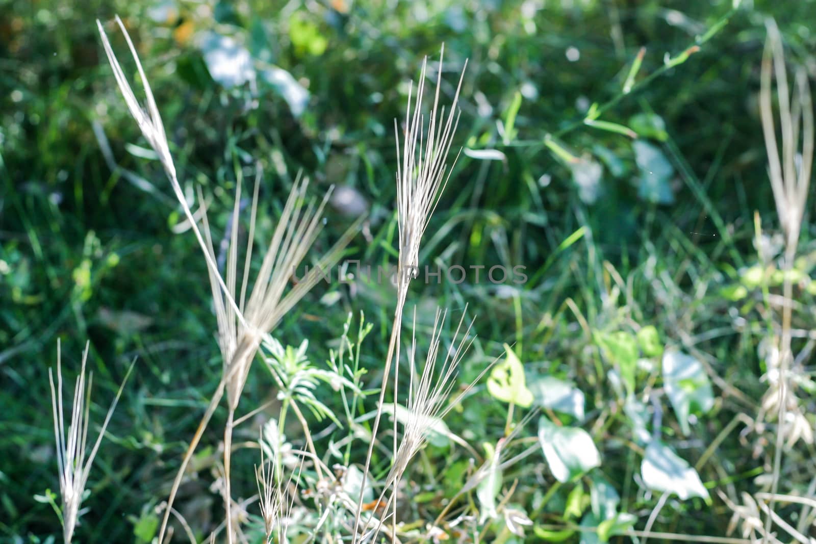 Forest meadow with some spikelet growing among the grass