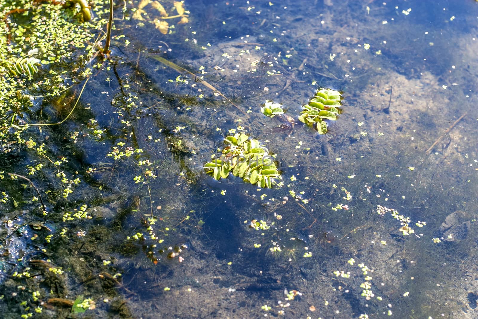 Water plant and duckweed  growing in a wild place in the lake