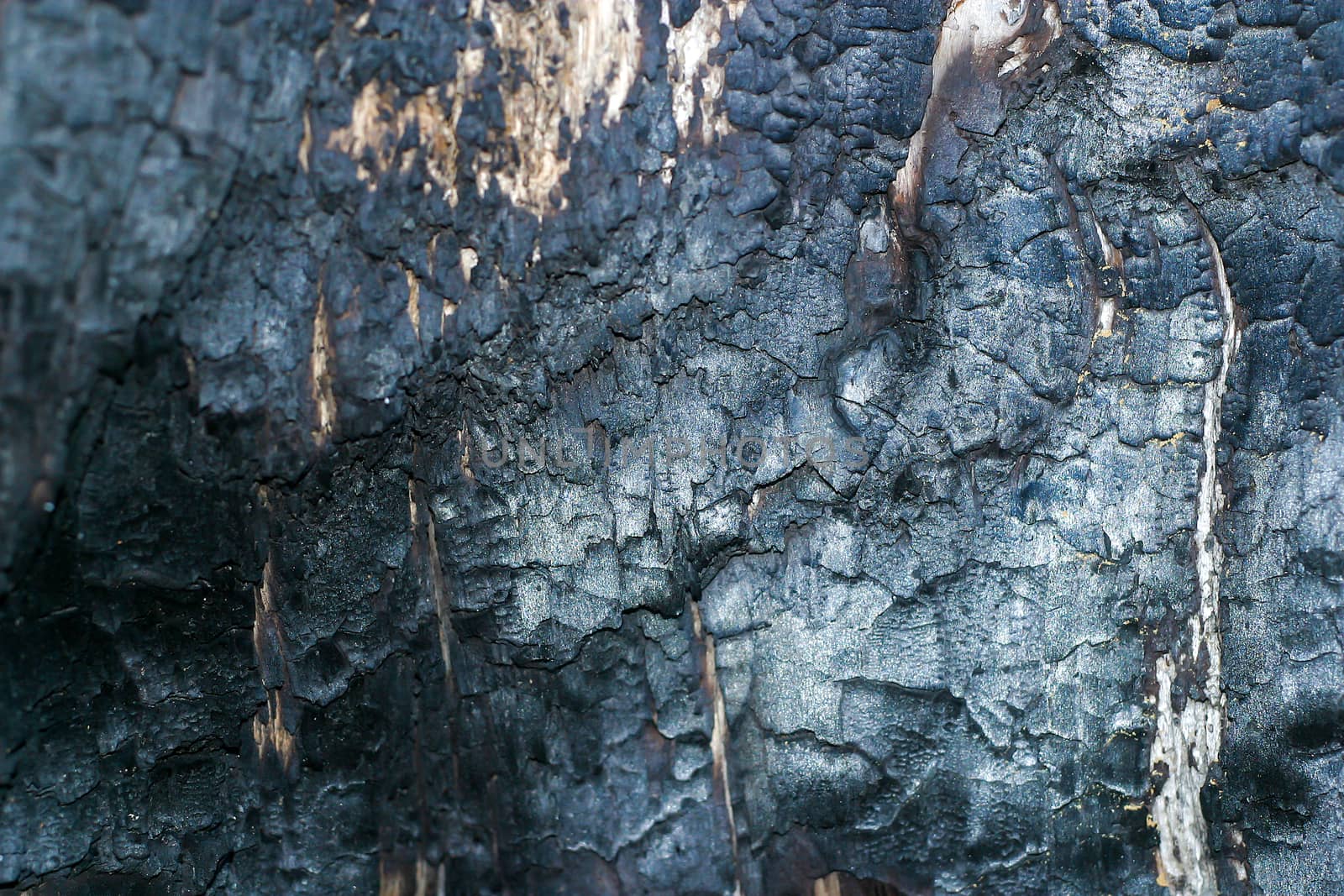 charred tree bark texture. Burnt tree damaged from wildfire in a firewood