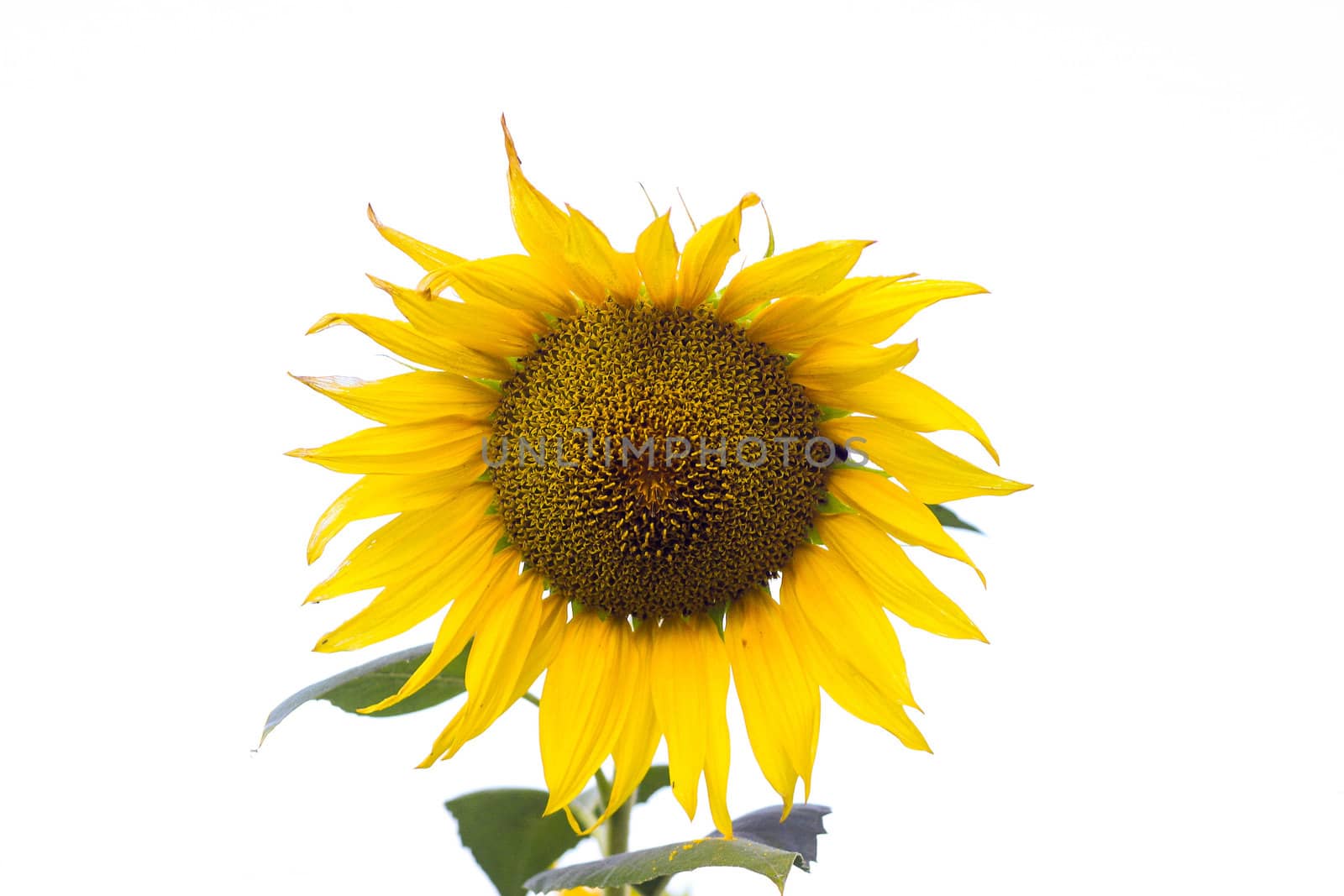 Sunflower with leaves isolated on white background