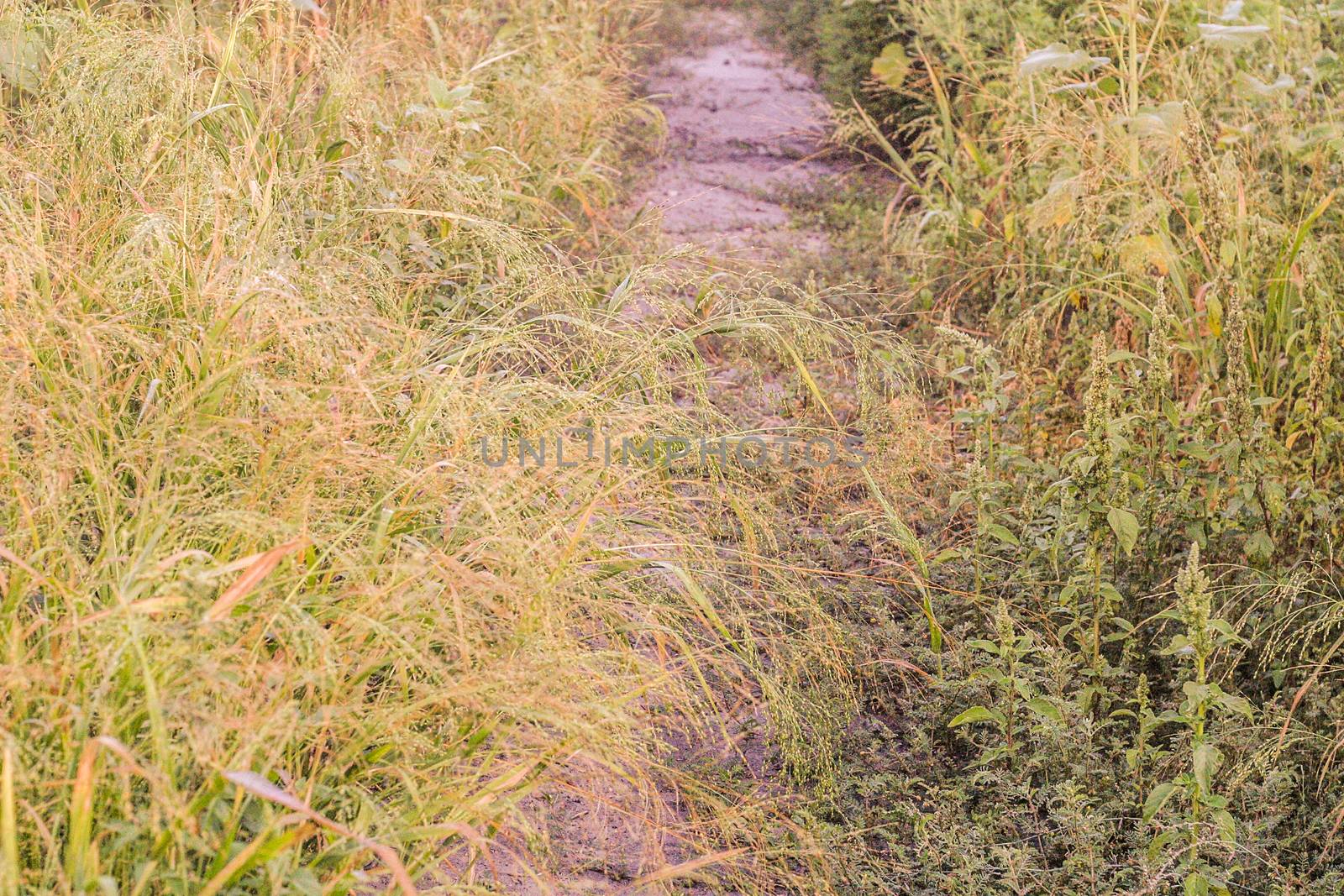 The scenery with the Pathway throw the field with weed grasses grown at a rural locality in Eastern Europe