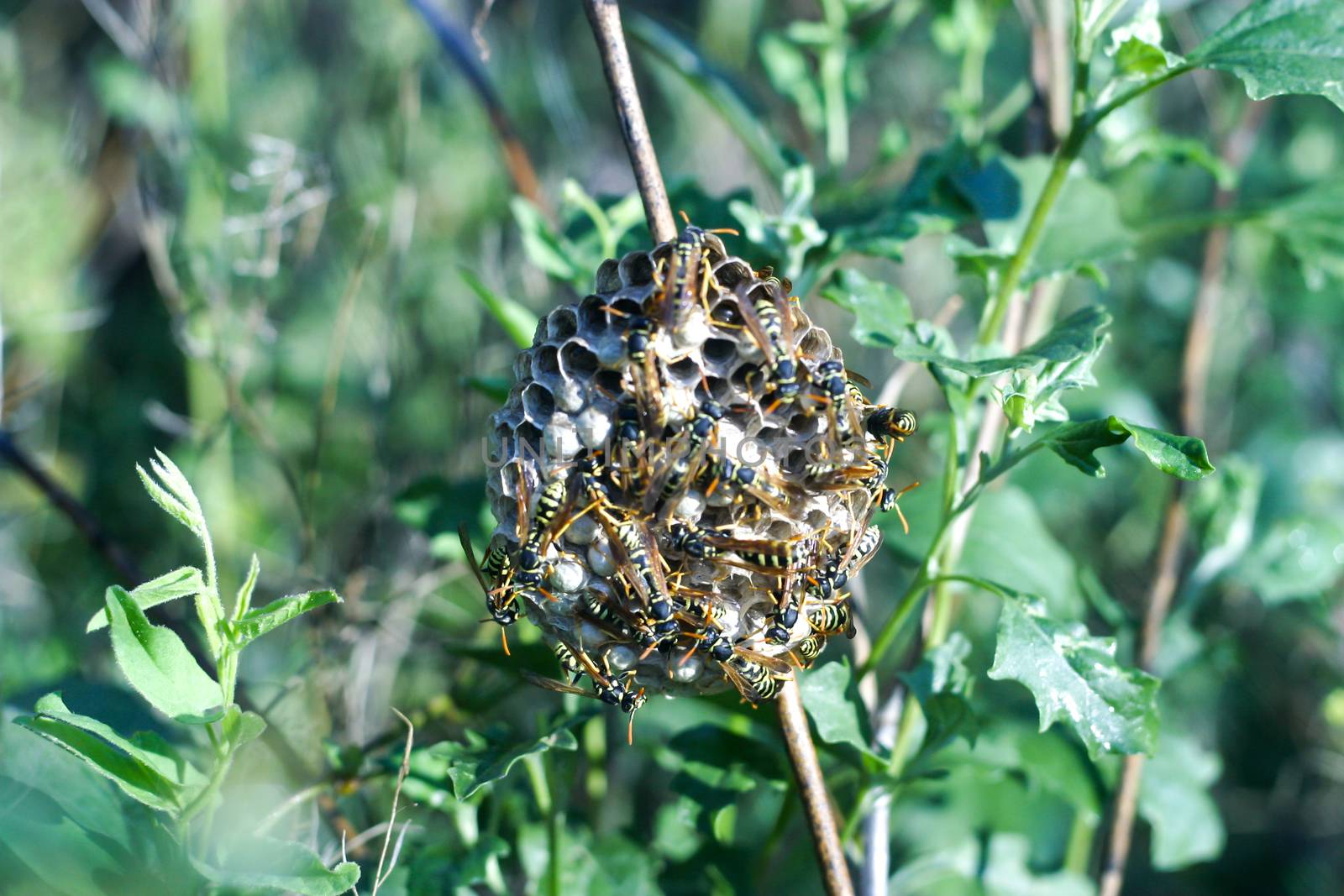 a swarm of wild bees at their nest on the grass in a field on a hot sunny day