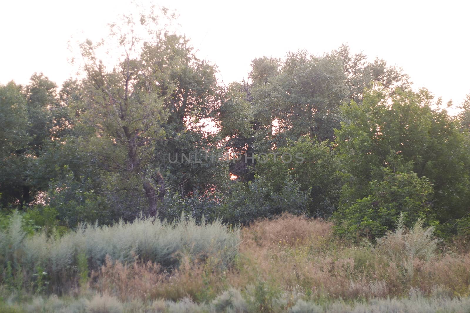 Sunrise in a forest. Sun is just rising from behind the trees. Landscape nature view