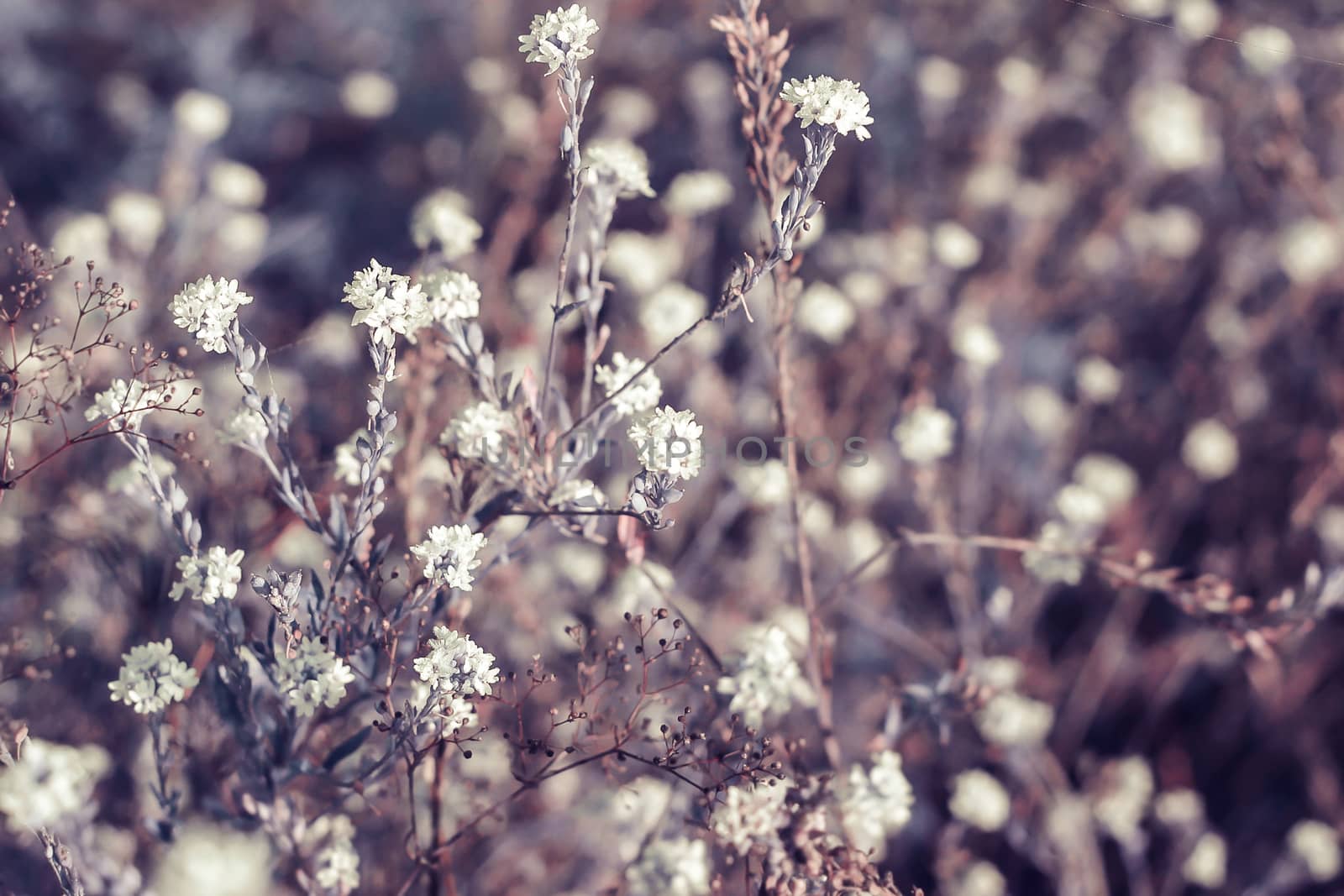 Small wild white flowers in the forest meadow