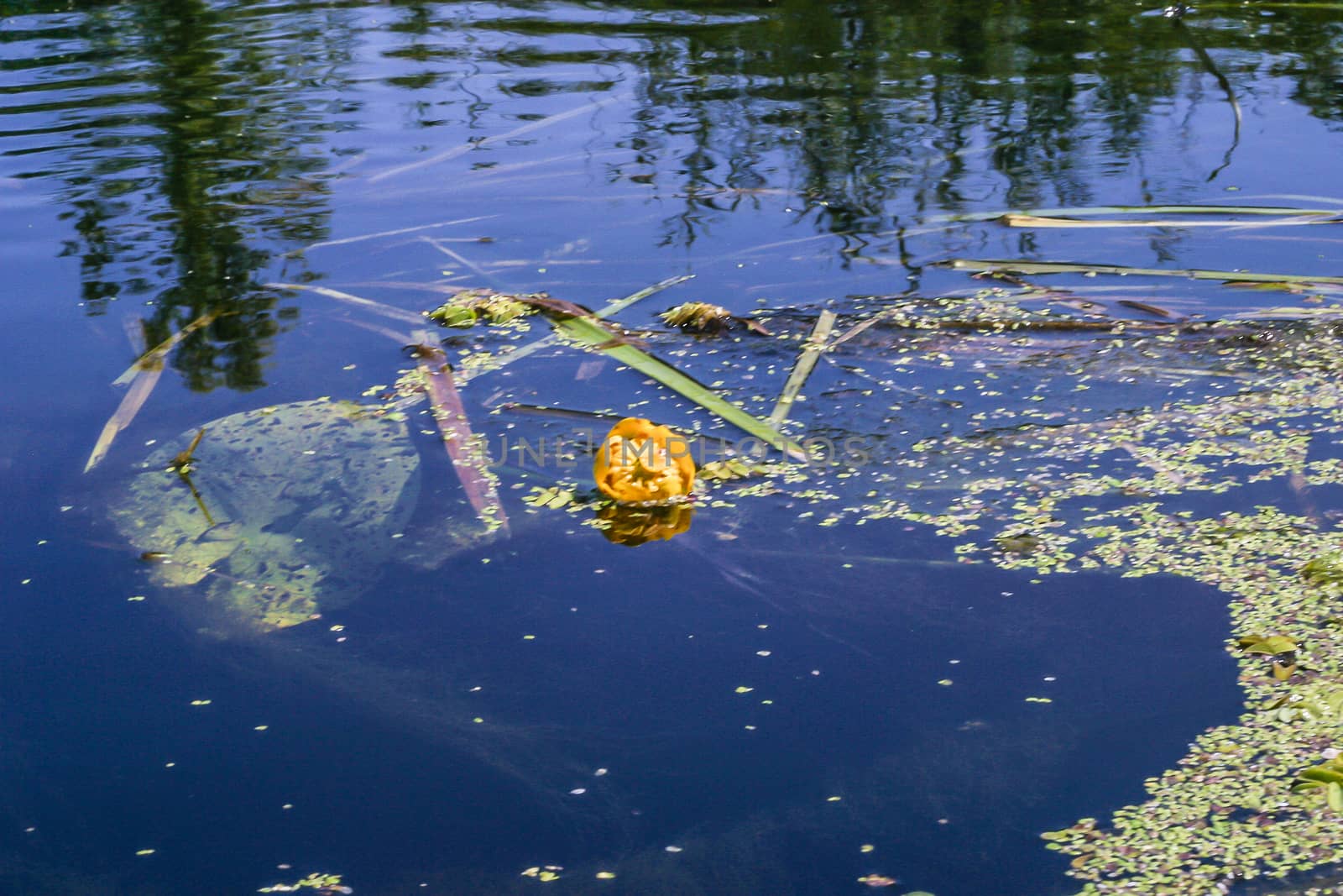 Water lily in a lake growing in wild nature