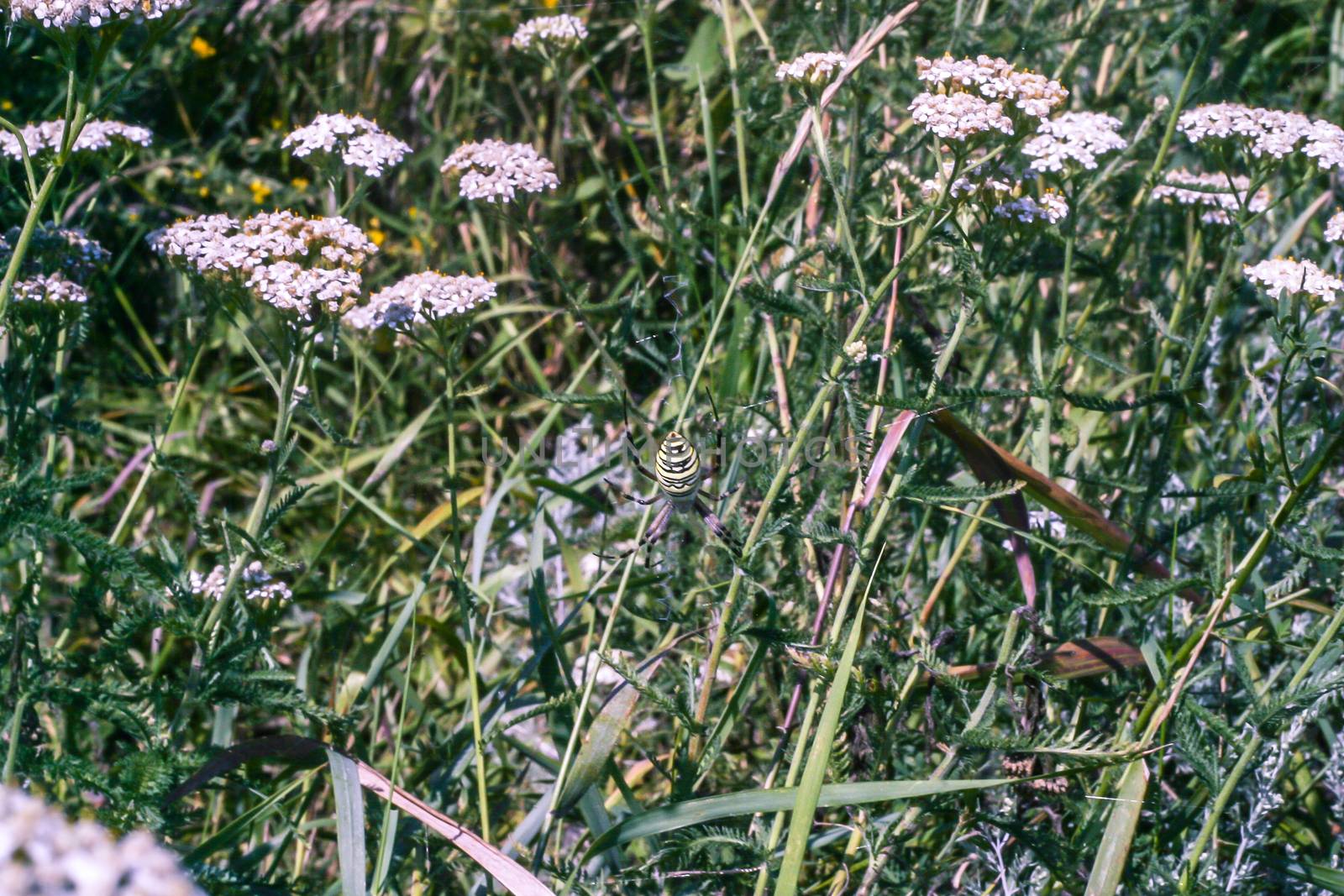 small white flowers of yarrow a medical herb in the field in western Europe
