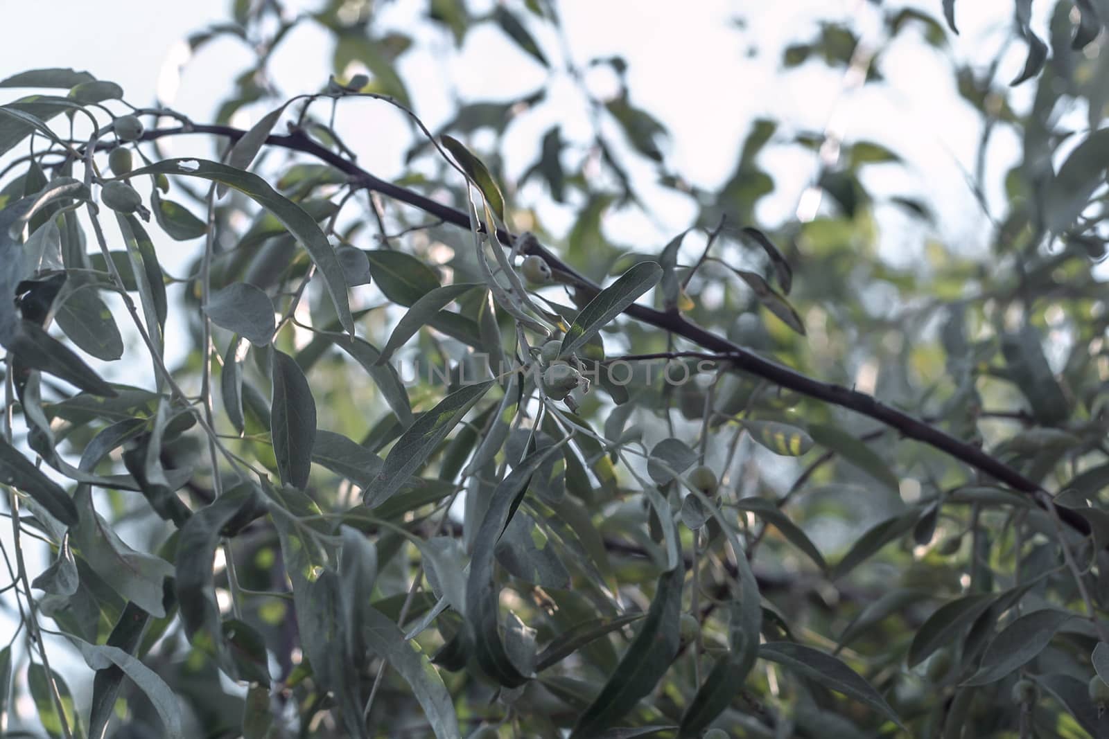 branches of oleaster wild olive tree grow in Europe.