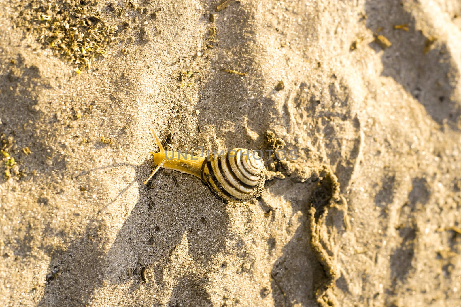 Snail crawling on sand alone leave a mark