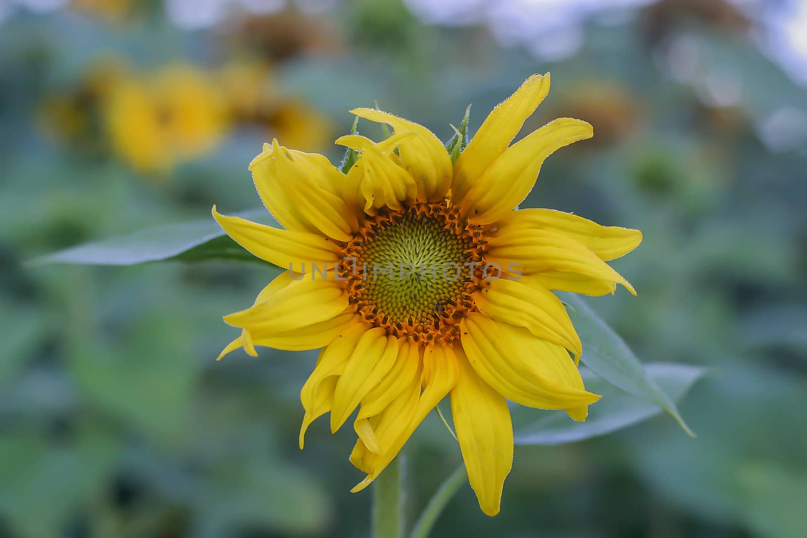 Sunflower in the plantation.  countryside nature. sunflower  agriculture  in eastern Europe