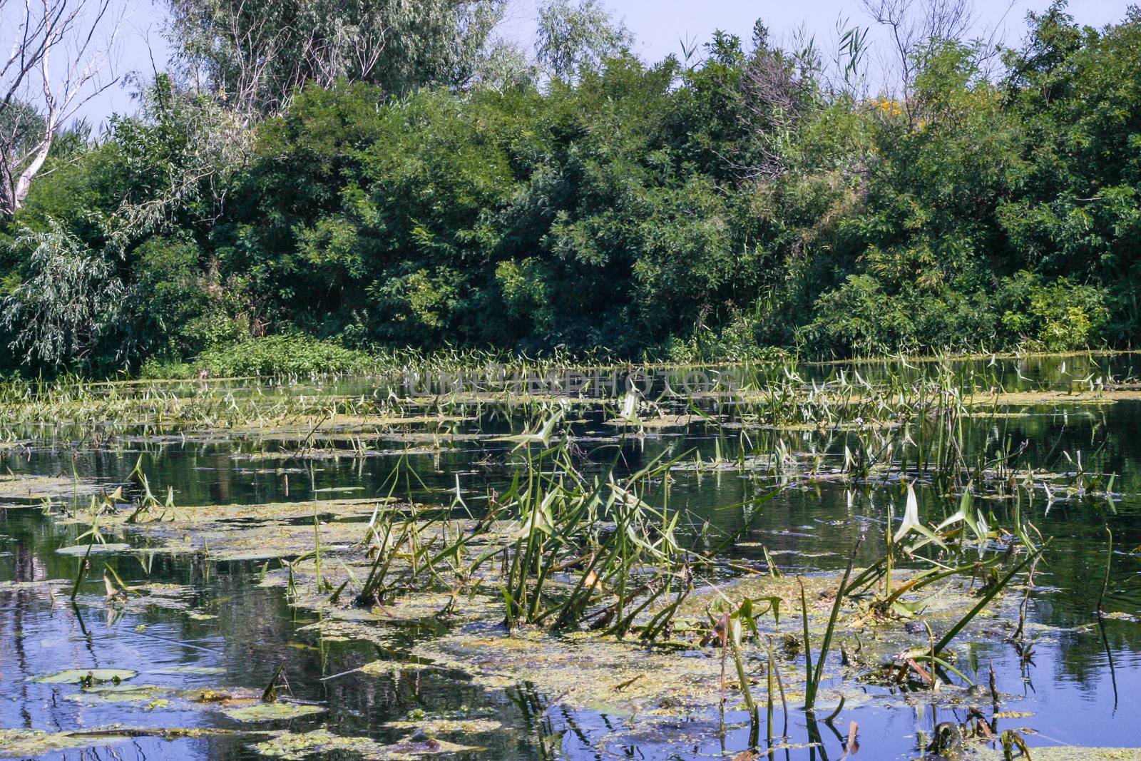 A pond full of plants in a forest