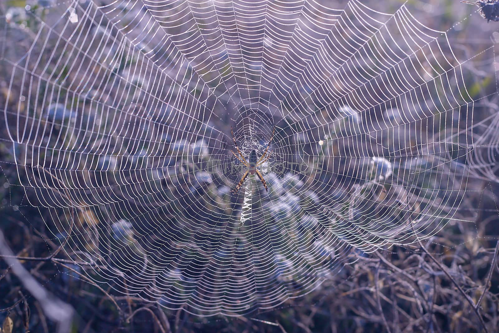 A big spider at his spiderweb