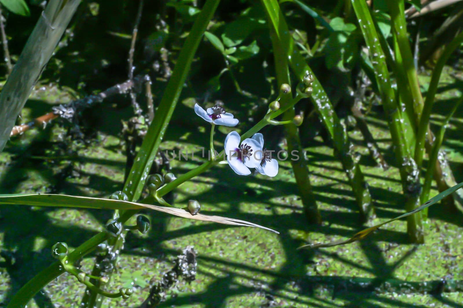 Water lily in a lake growing in wild nature. The photo was taken in the evening