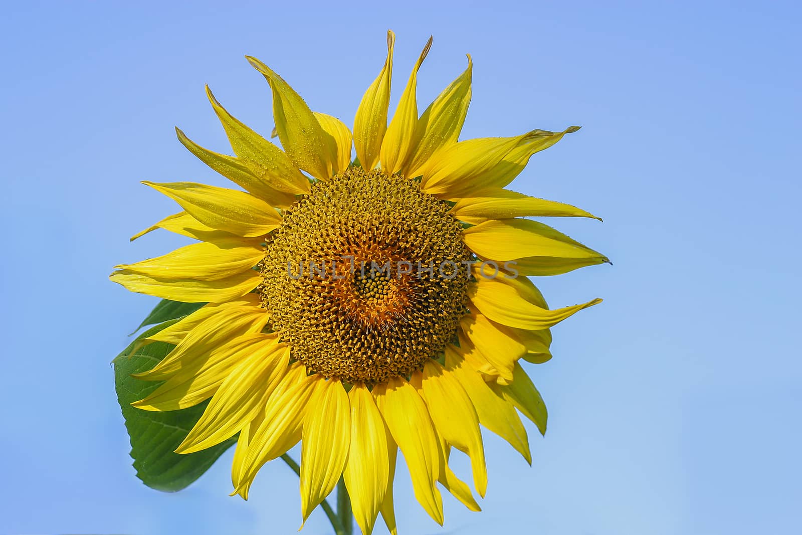 Sunflower head on the sky background