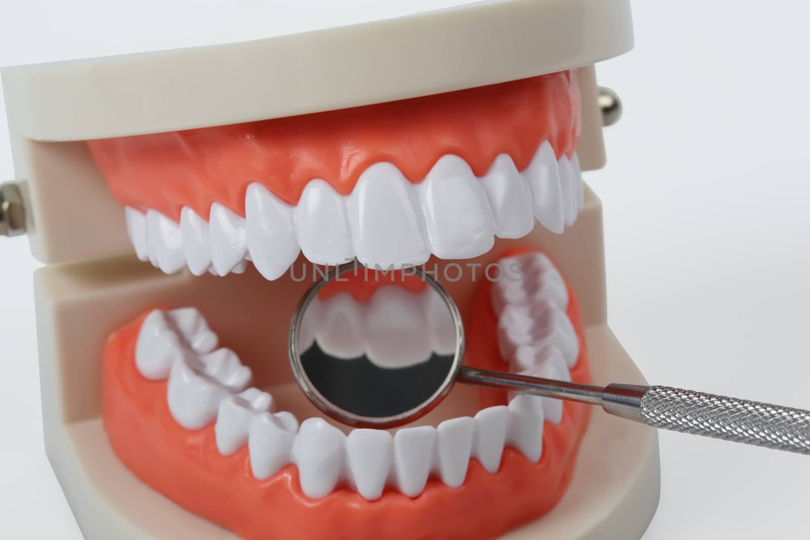White teeth model  isolated with clipping path by phalakon