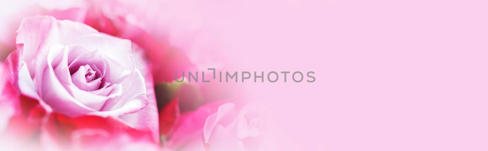 Pink rose flowers background with copy space for text