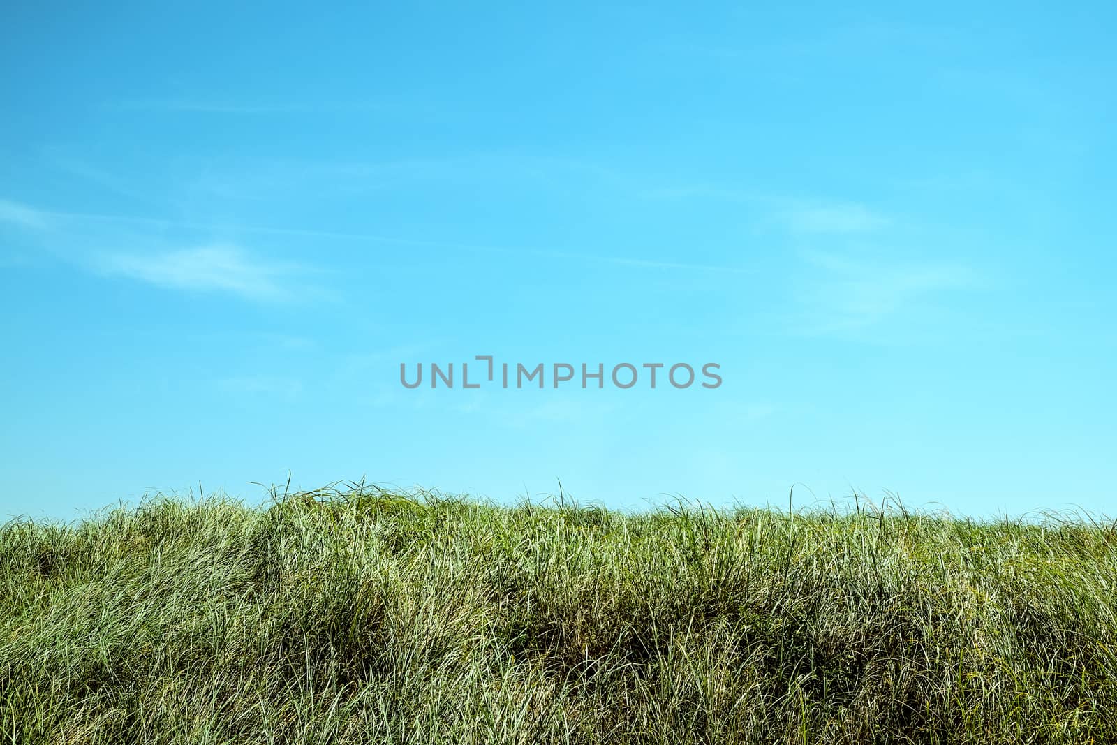 green grass with blue sky background