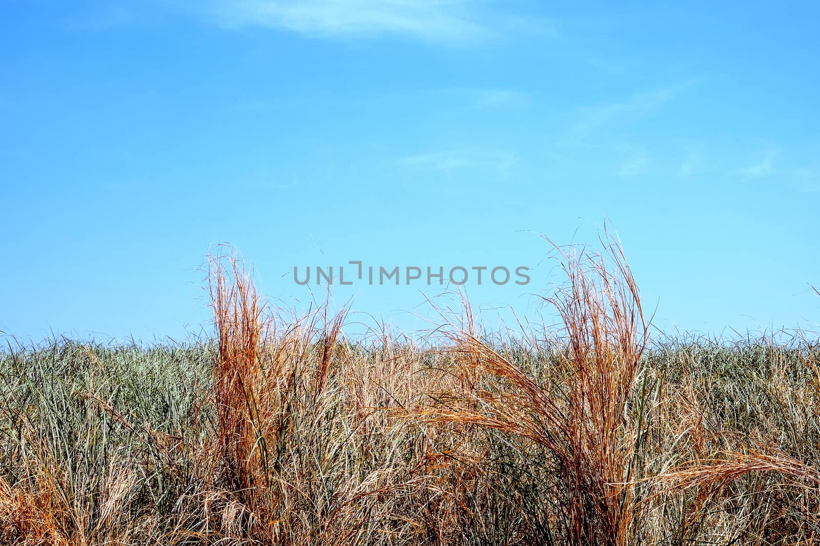 green grass with blue sky background