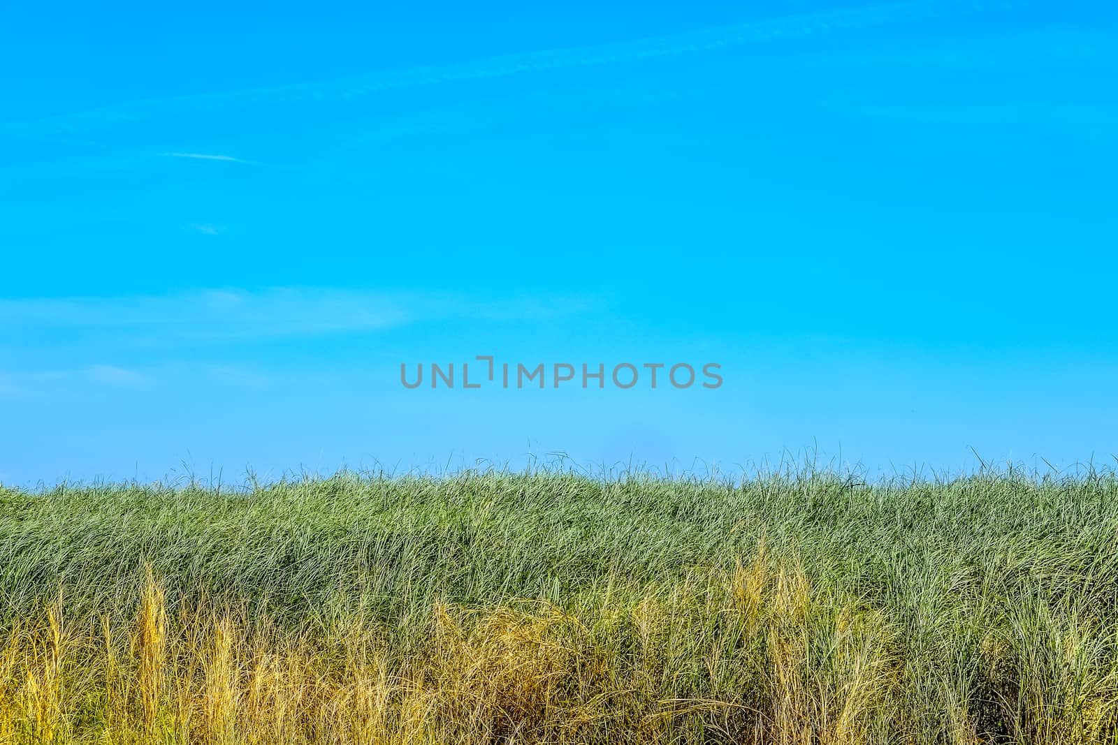 green grass with blue sky background