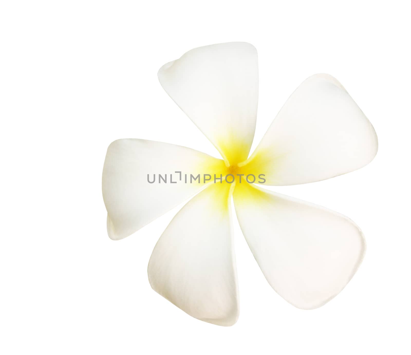 Tropical flowers of frangipani or white plumeria flowers isolated on white with clipping path.