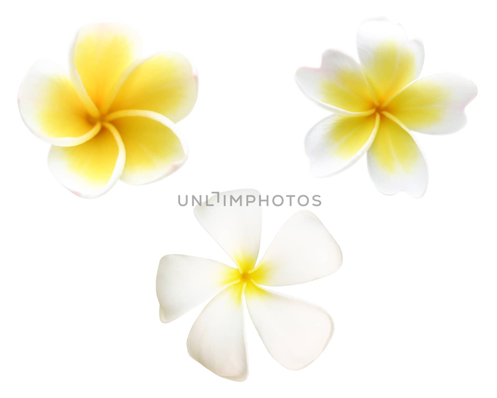 Set of frangipani or white plumeria flowers isolated on white with clipping path.