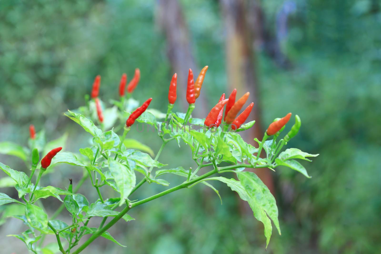 Red chilli in organic farm of Thailand.