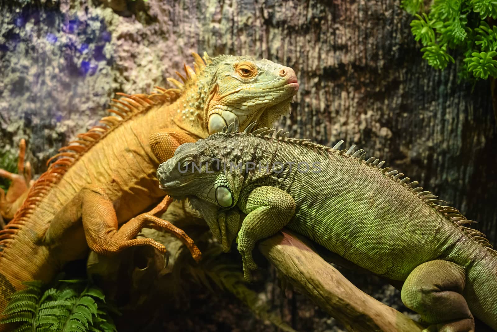 Two iguanas sitting on a branch.
