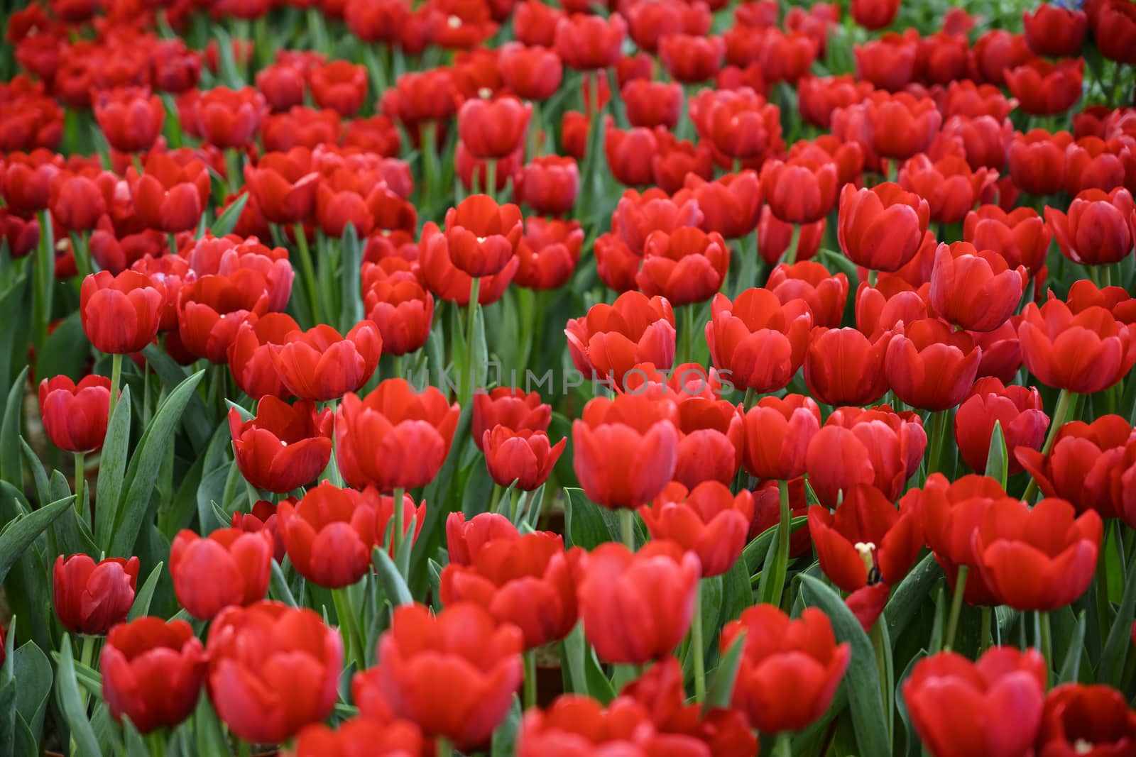 Large field of red tulips.