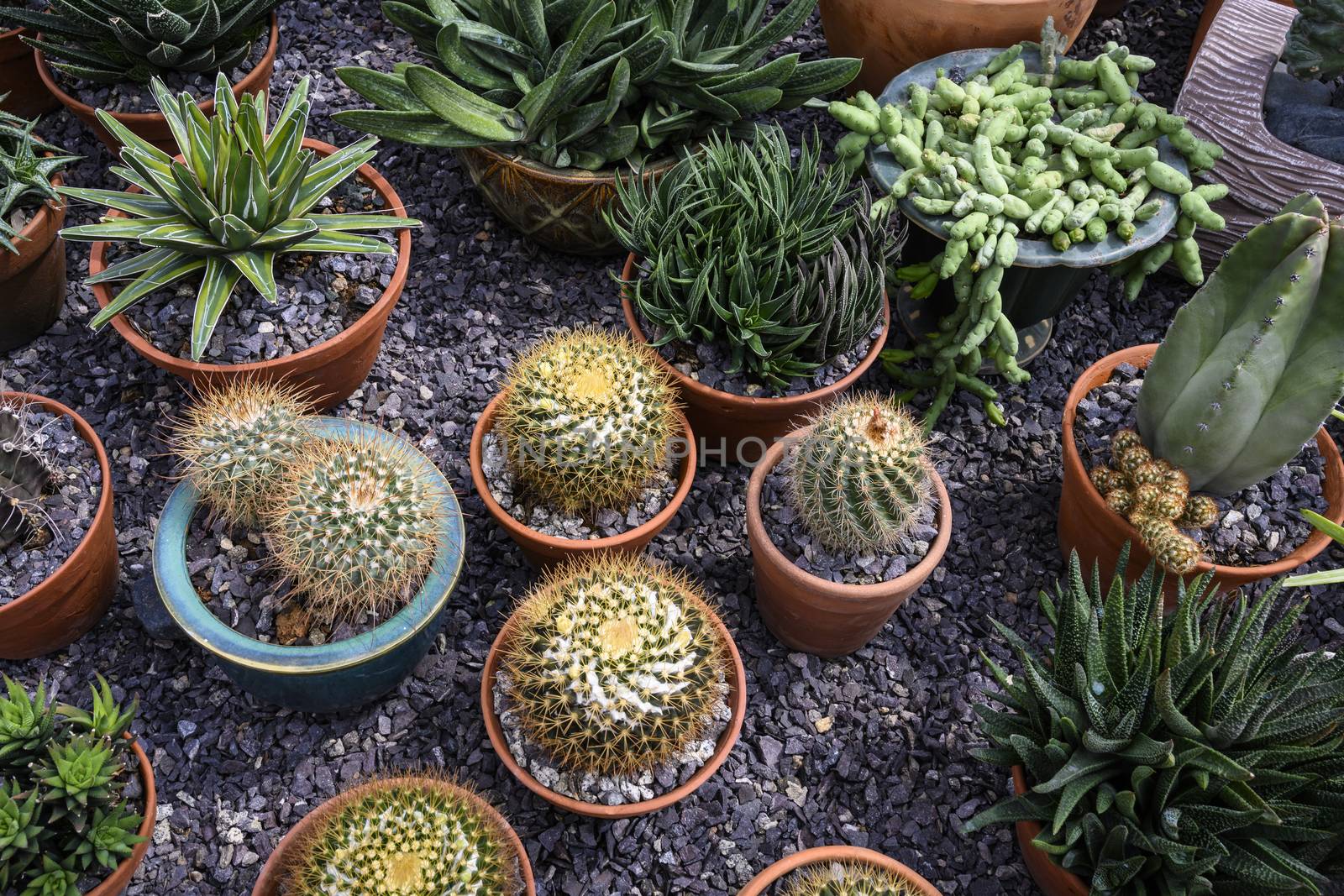 Group of cacti in brown pots.