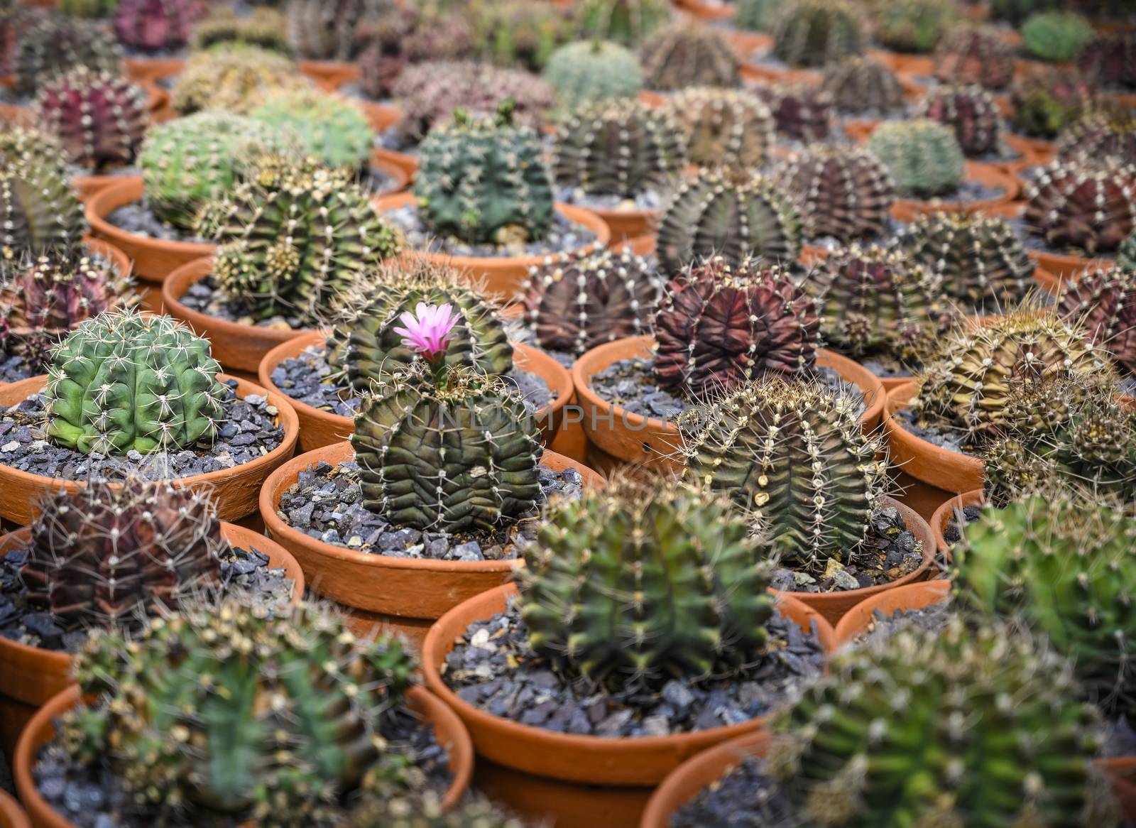 Group of cacti in brown pots.