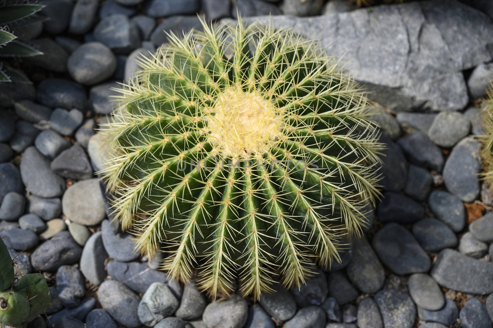 Green prickly cactus top view on a background of stones.
