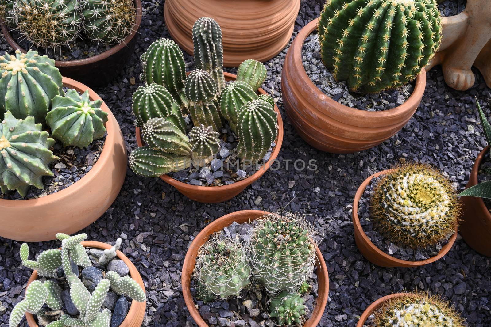 Group of cacti in brown pots.