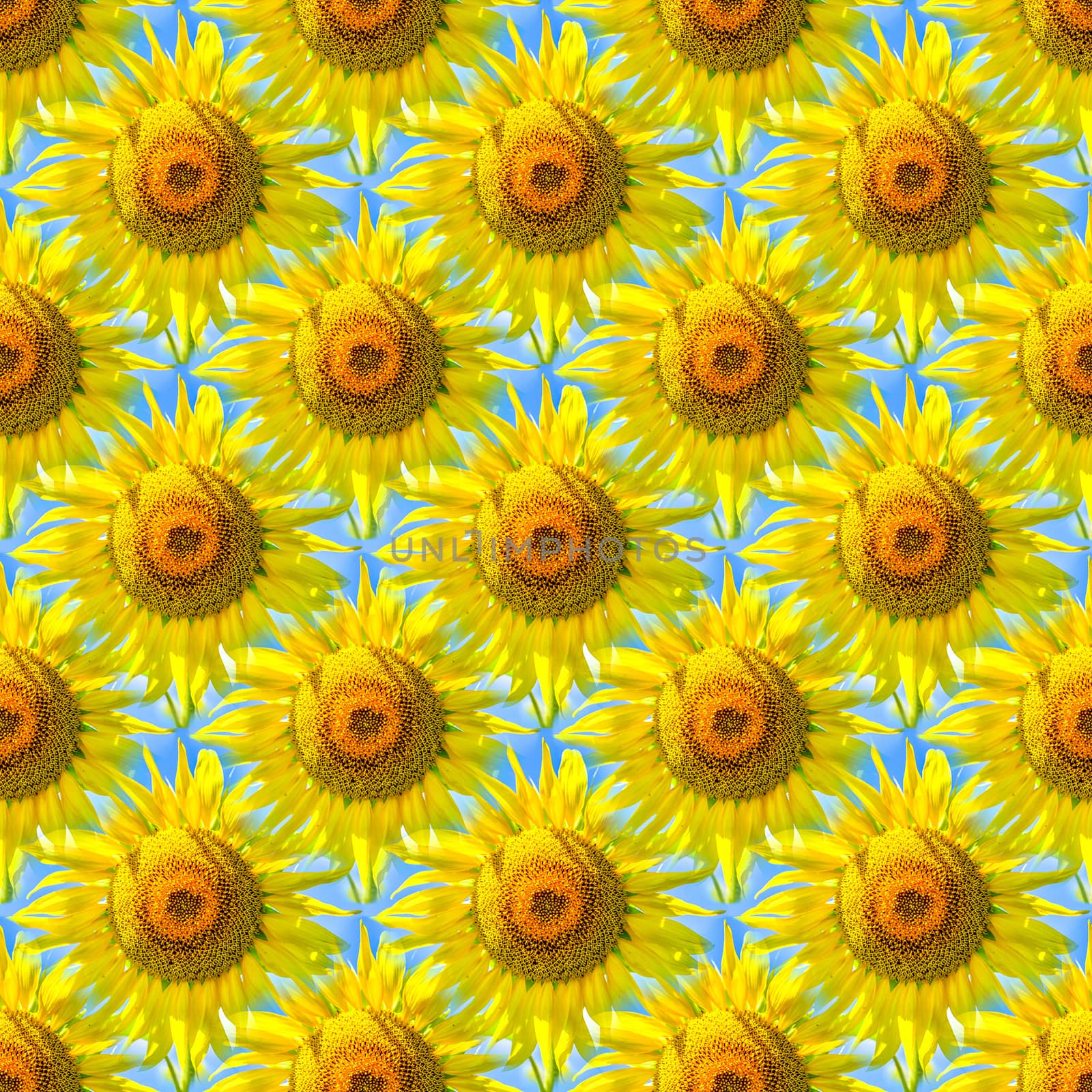 Seamless abstract springtime, summer natural background of blooming sunflowers.