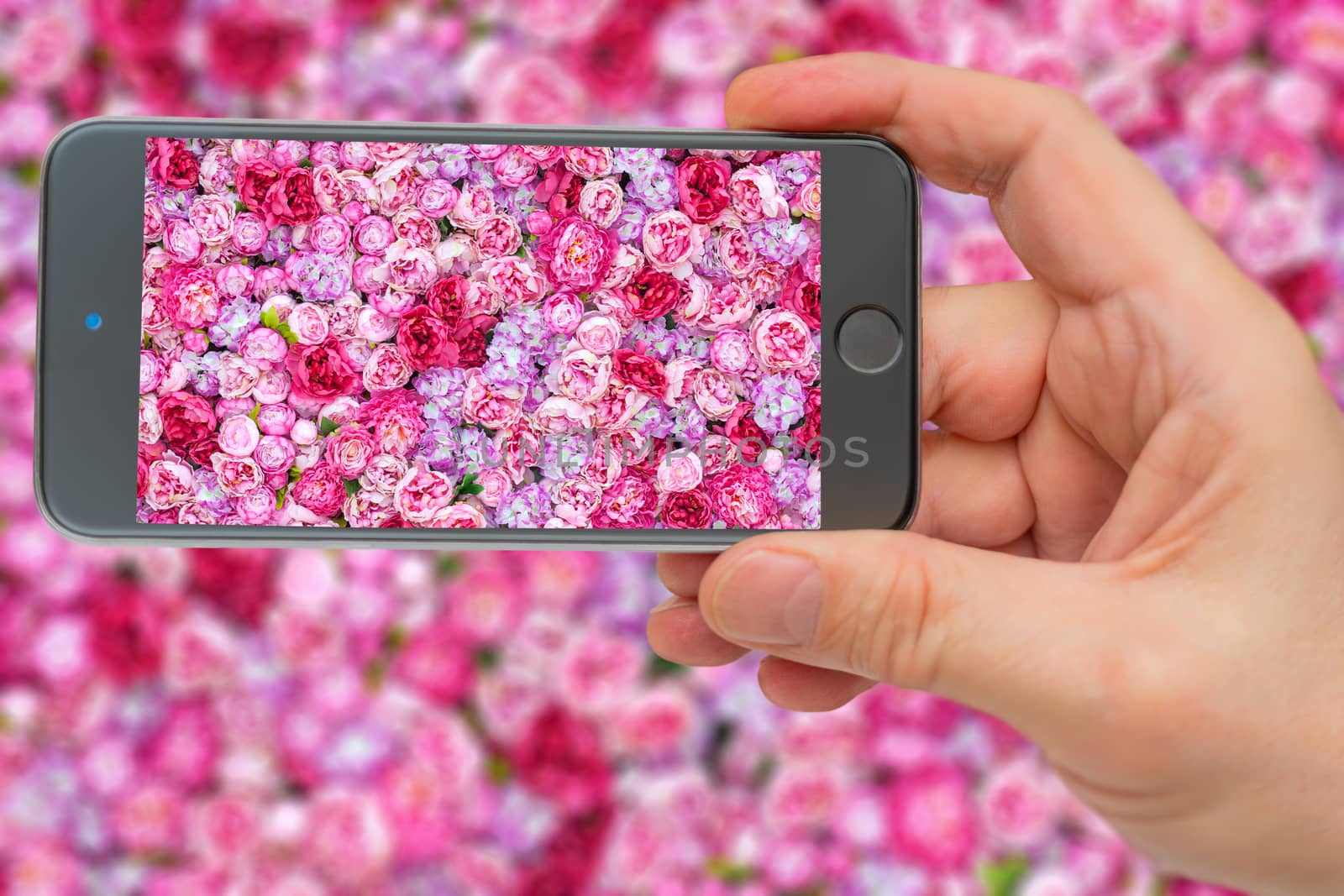 Bright pink background with large number of buds. Background of Red peonies. Peonies in smartphone screen.