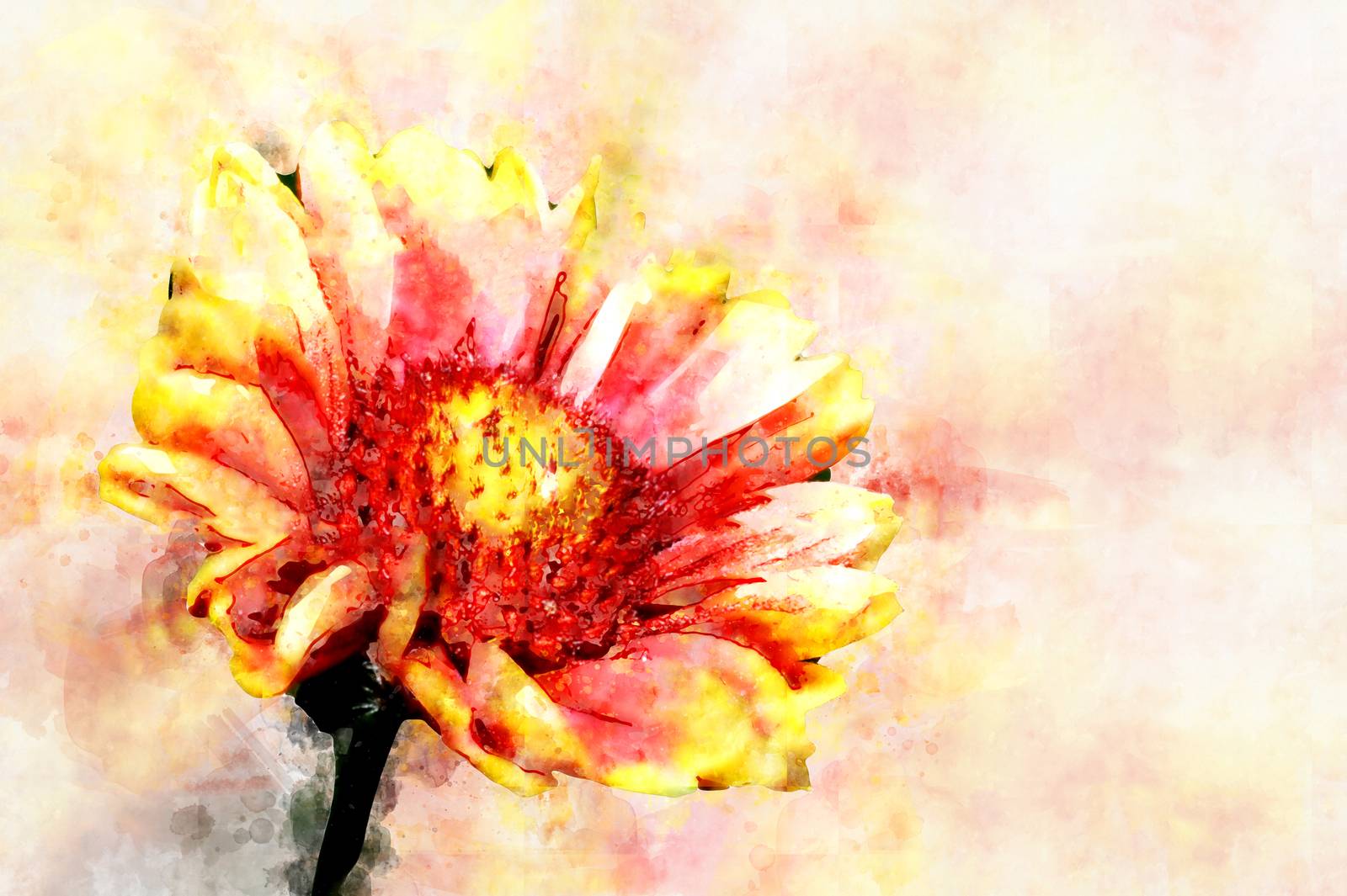 Red Helenium flower close-up on green grass background. Stylization in watercolor drawing