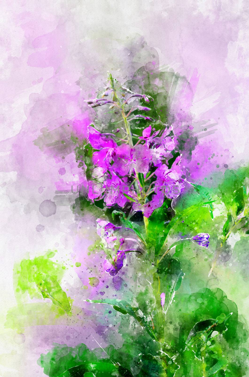 Herb willow-herb (Chamerion angustifolium). Stylization in watercolor drawing.