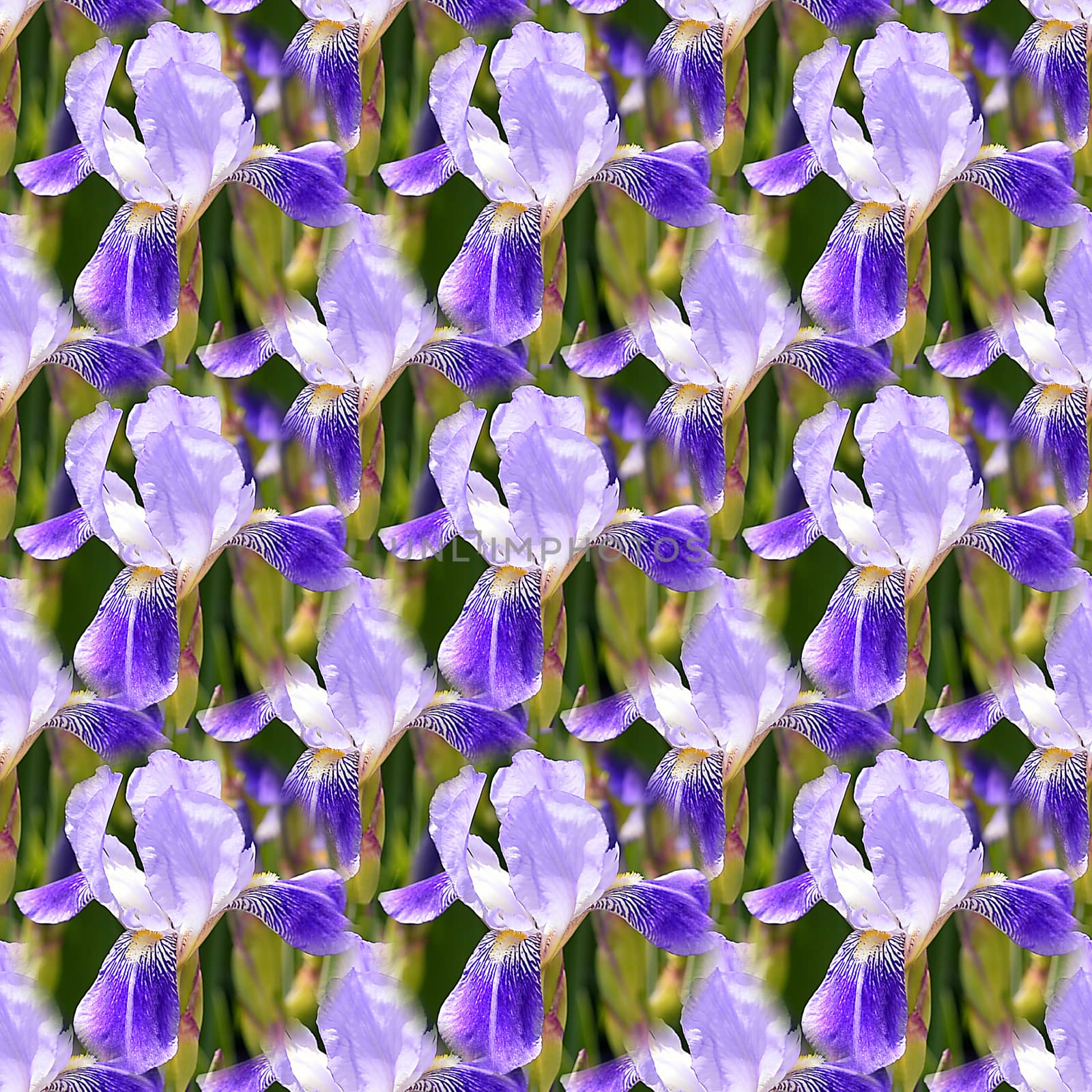 Seamless abstract springings, summer natural background of blooming irises