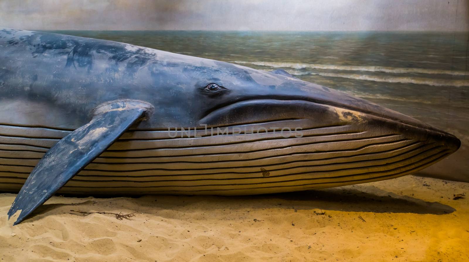 closeup of a whale sculpture on a artificial beach, washed up mammal on the shore by charlottebleijenberg