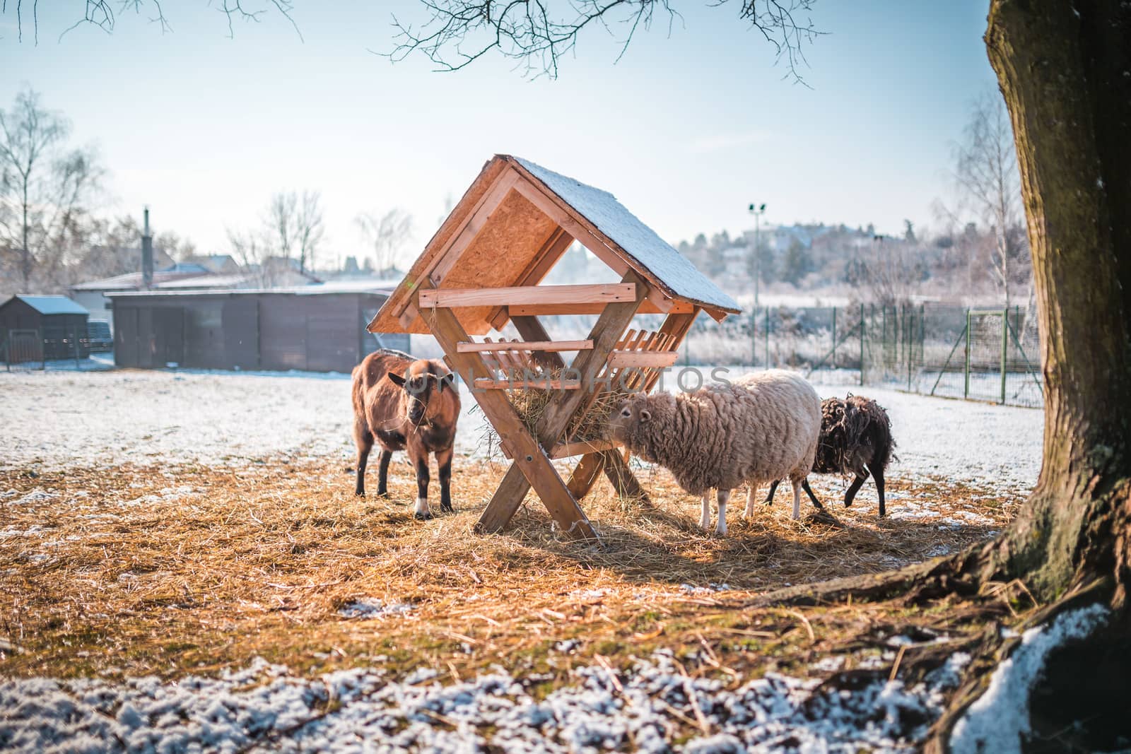 Goats and sheep on the barnyard near feeders in the village, farm.