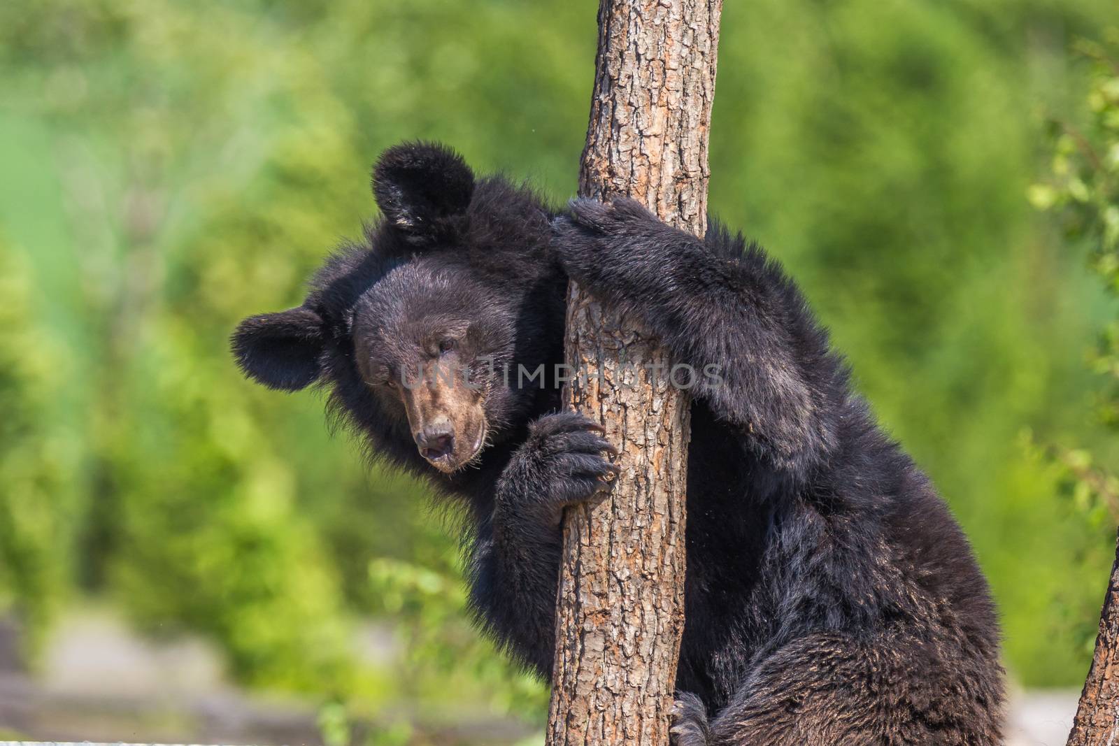 Black Bear climbing a tree on a sunny day by petrsvoboda91