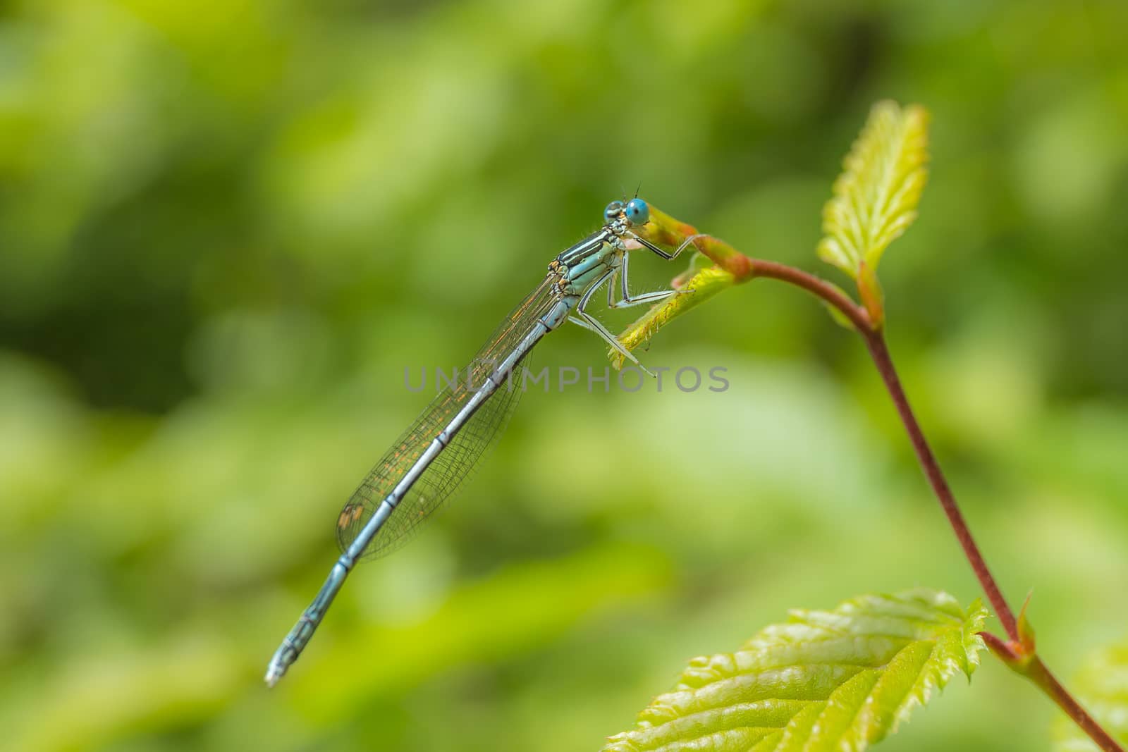Anamorphic blue dragonfly Arrow Southern. Coenagrion mercuriale. Blue Damselfly Coenagrionidae insect on a green herb leaf.