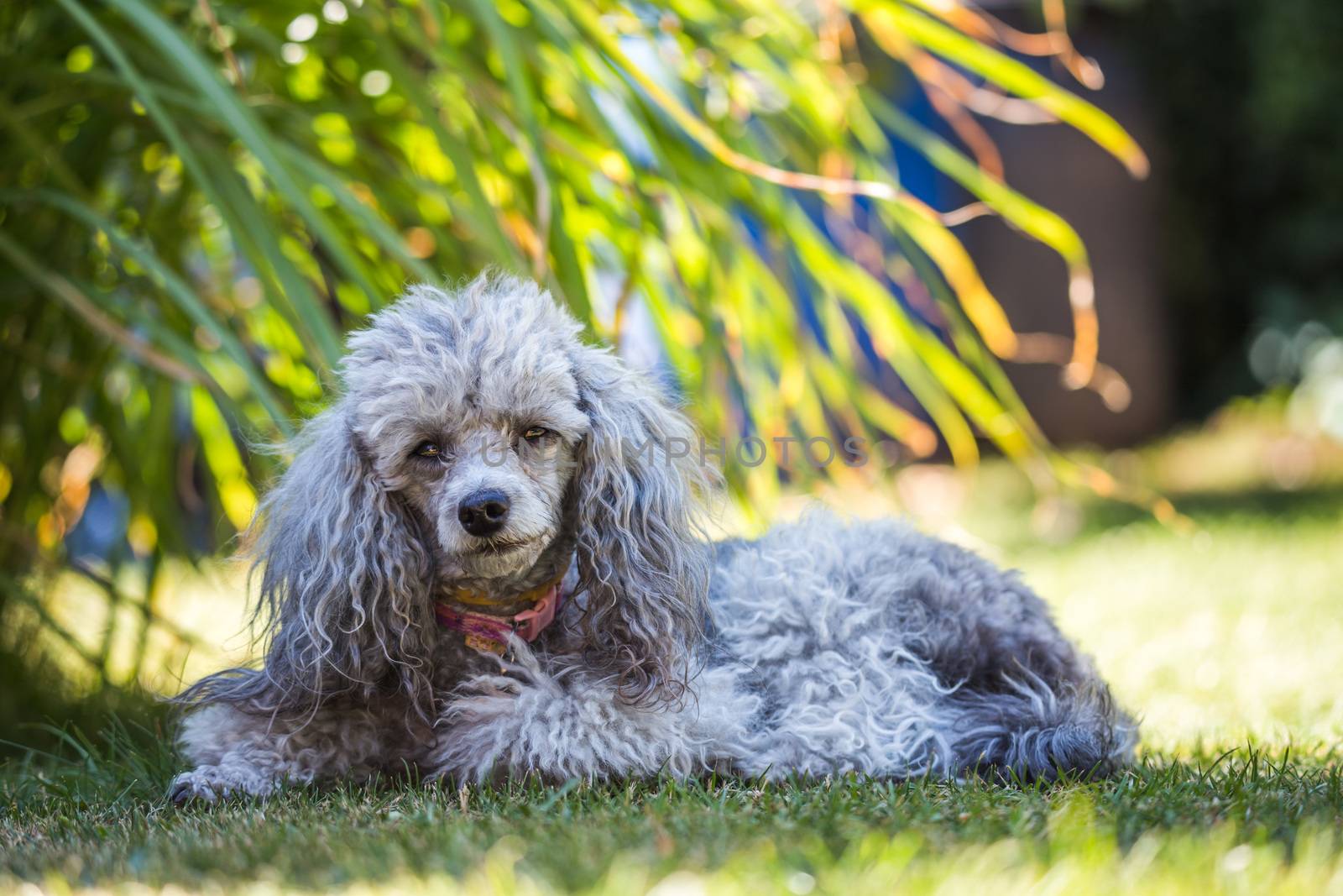 A miniature gray poodle toy standing on a green lawn.